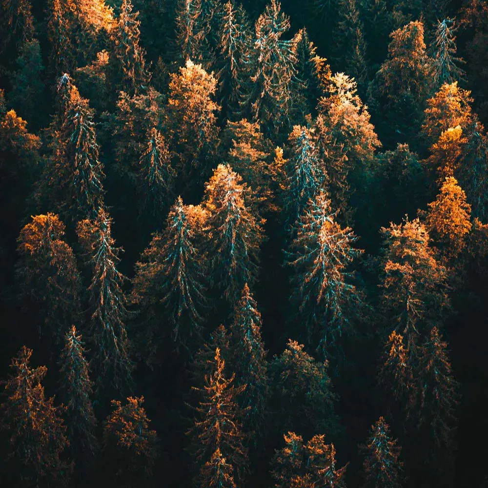 Illustration numéro 3 du produit Tableau couleur d'automne en haute savoie imprimé sur toile 60x90 cm