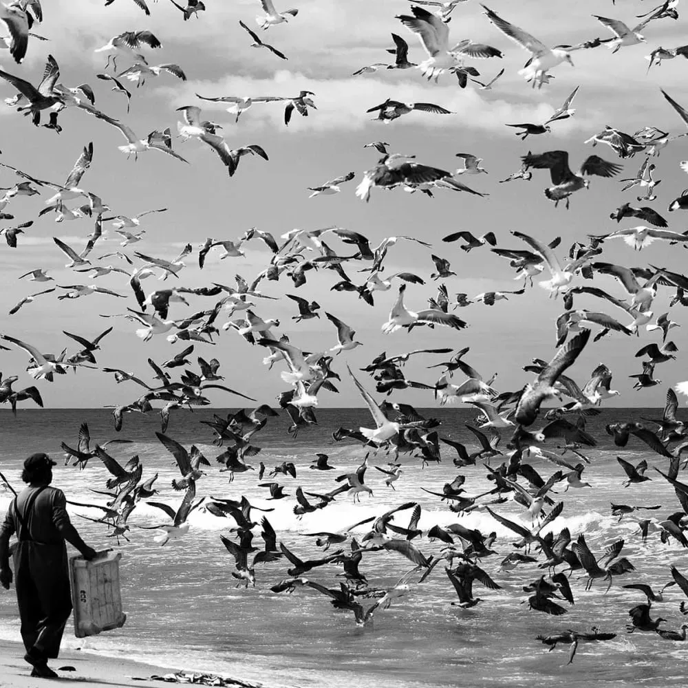 Illustration numéro 3 du produit Tableau festin de mouettes imprimé sur toile 90x60 cm