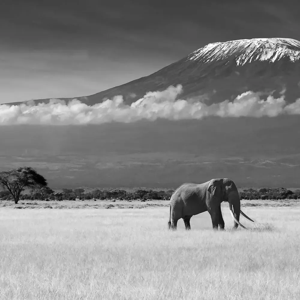Illustration numéro 3 du produit Tableau éléphant et Kilimanjaro imprimé sur toile 90x60 cm