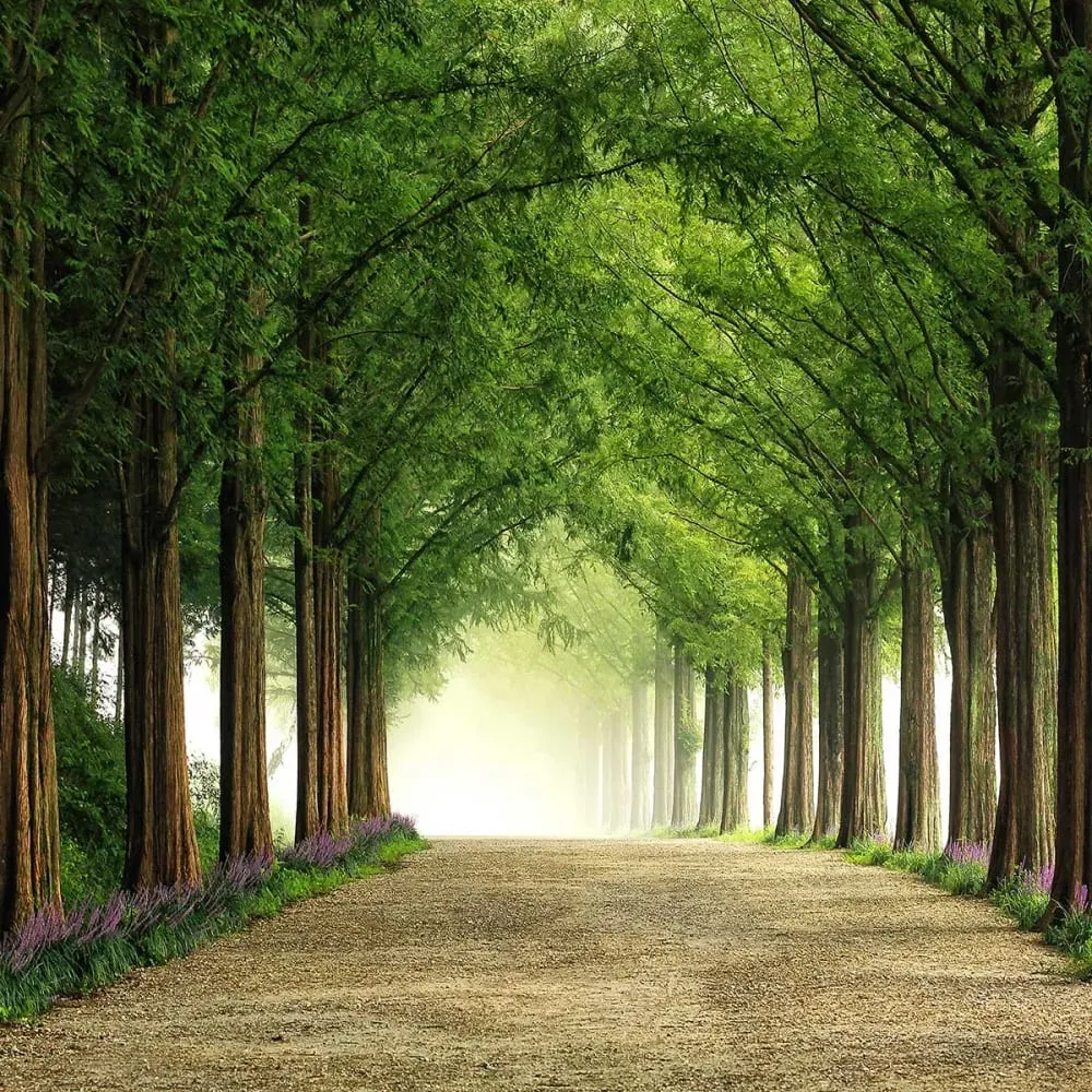 Illustration numéro 3 du produit Tableau paysage Metasequoia imprimé sur toile 90x60 cm