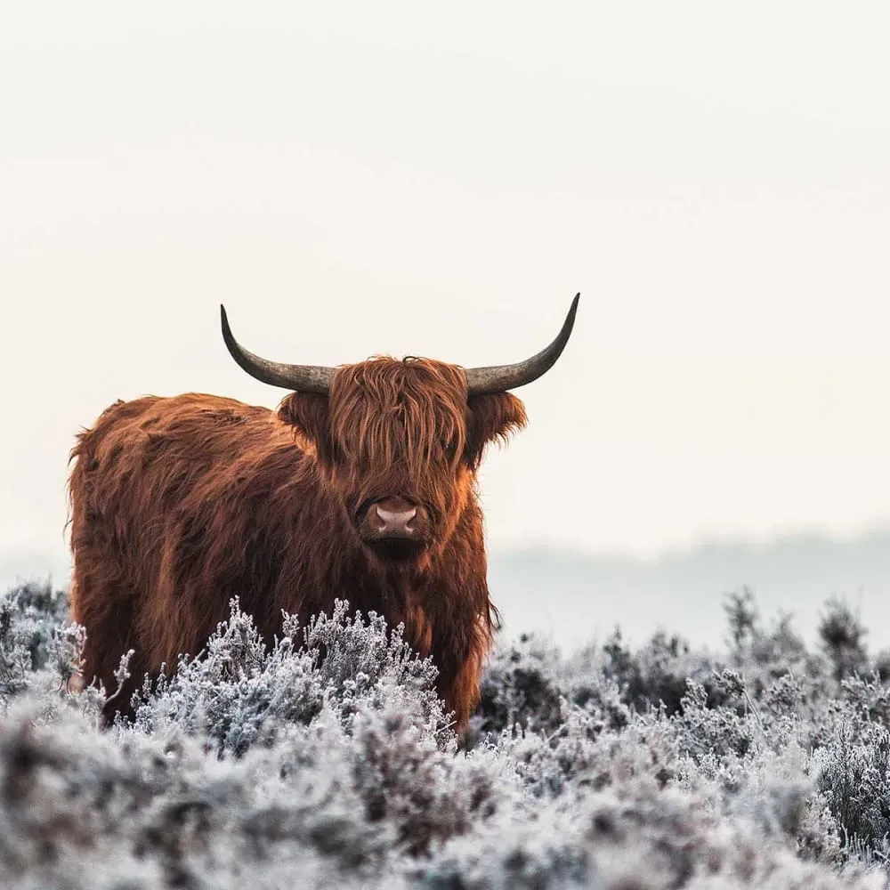 Illustration numéro 3 du produit Tableau vache Highland imprimé sur toile 90x60 cm