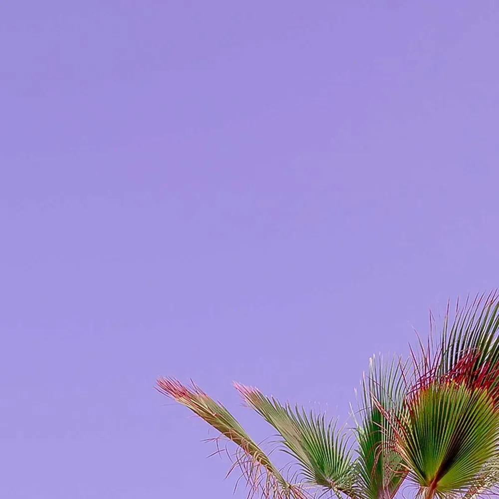 Illustration numéro 3 du produit Tableau palma rose imprimé sur toile 80x80 cm