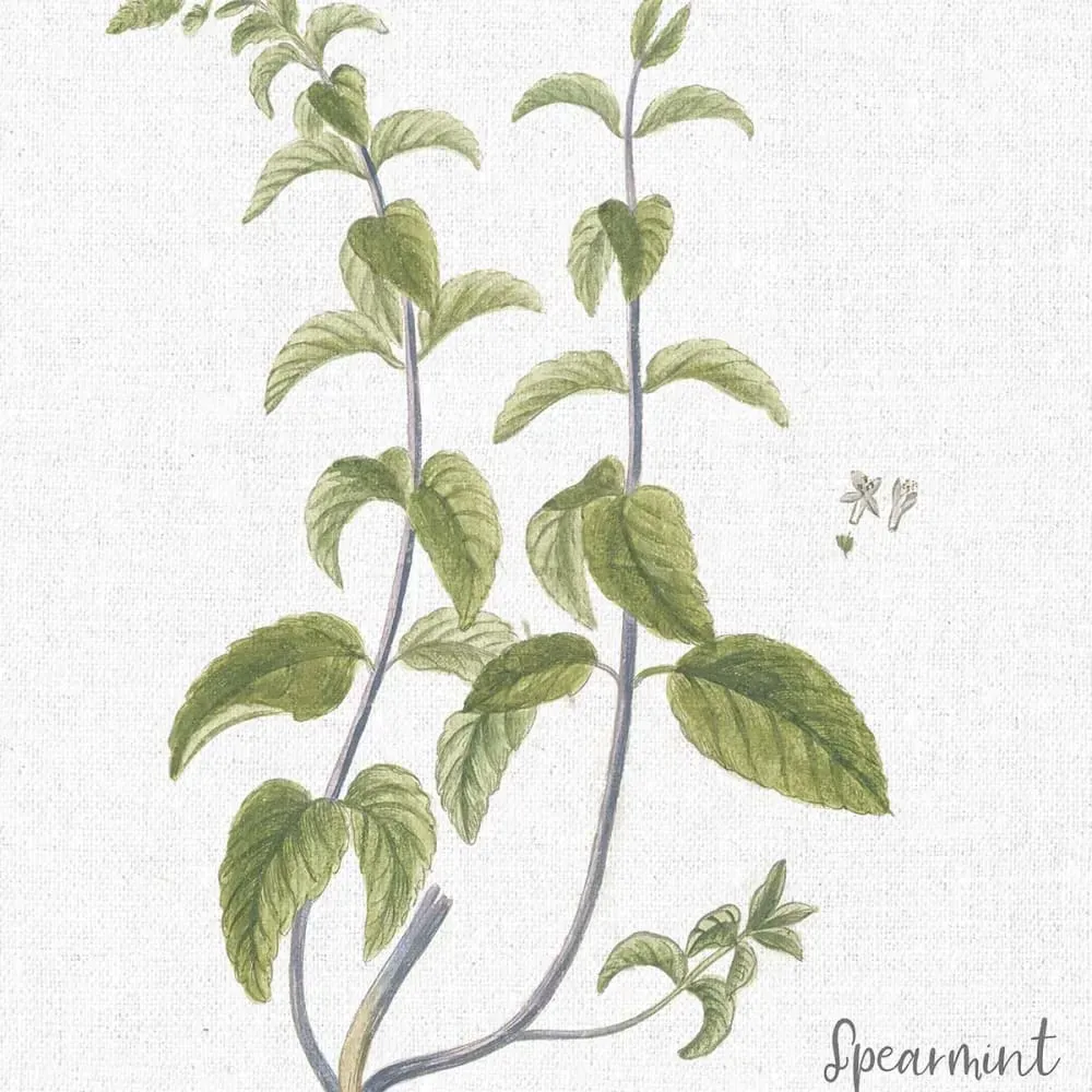 Illustration numéro 3 du produit Tableau fleurs menthe verte illustrée imprimé sur toile 60x90 cm