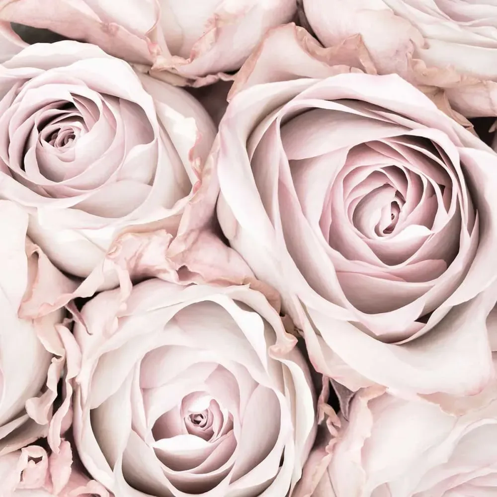 Illustration numéro 3 du produit Tableau rosa alba imprimé sur toile 60x90 cm