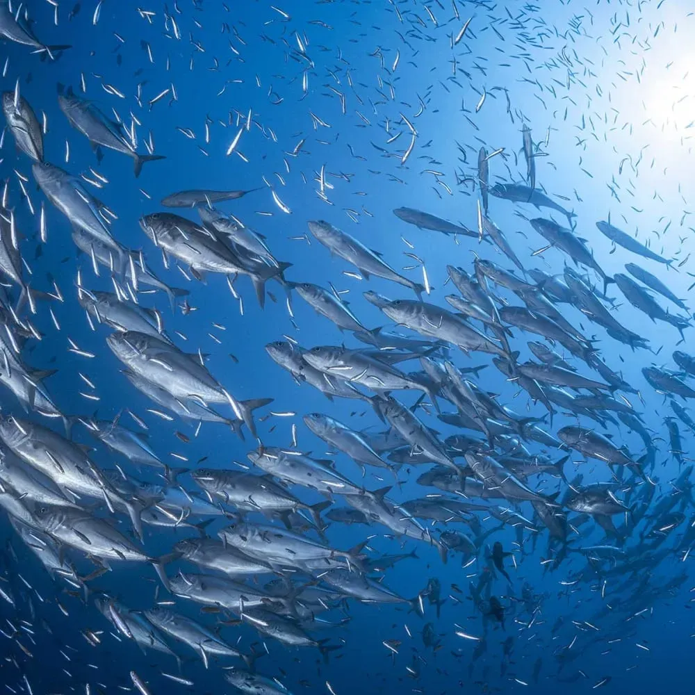 Illustration numéro 3 du produit Tableau poisson carangue imprimé sur toile 90x60 cm