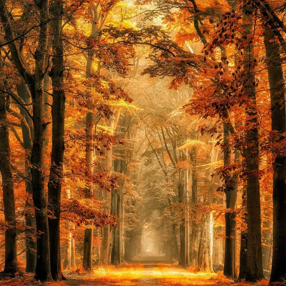 Illustration numéro 3 du produit Tableau magie de l'automne imprimé sur toile 90x60 cm