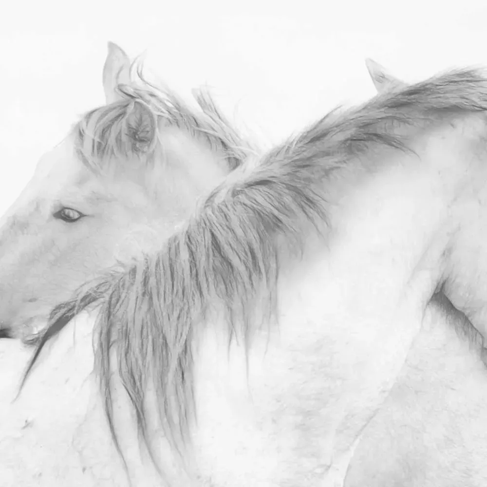 Illustration numéro 3 du produit Tableau chevaux blancs imprimé sur toile 90x60 cm