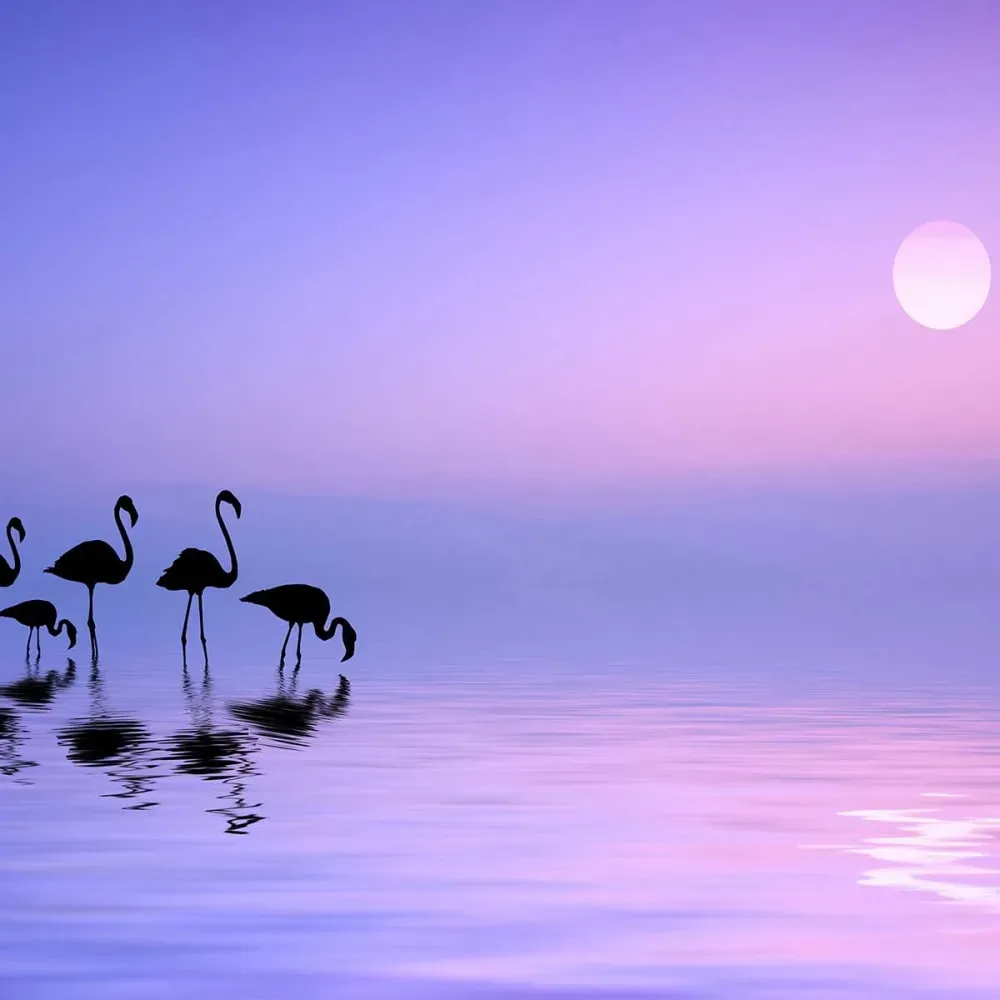 Illustration numéro 3 du produit Tableau animaux flamant rose matinal imprimé sur toile 90x60 cm