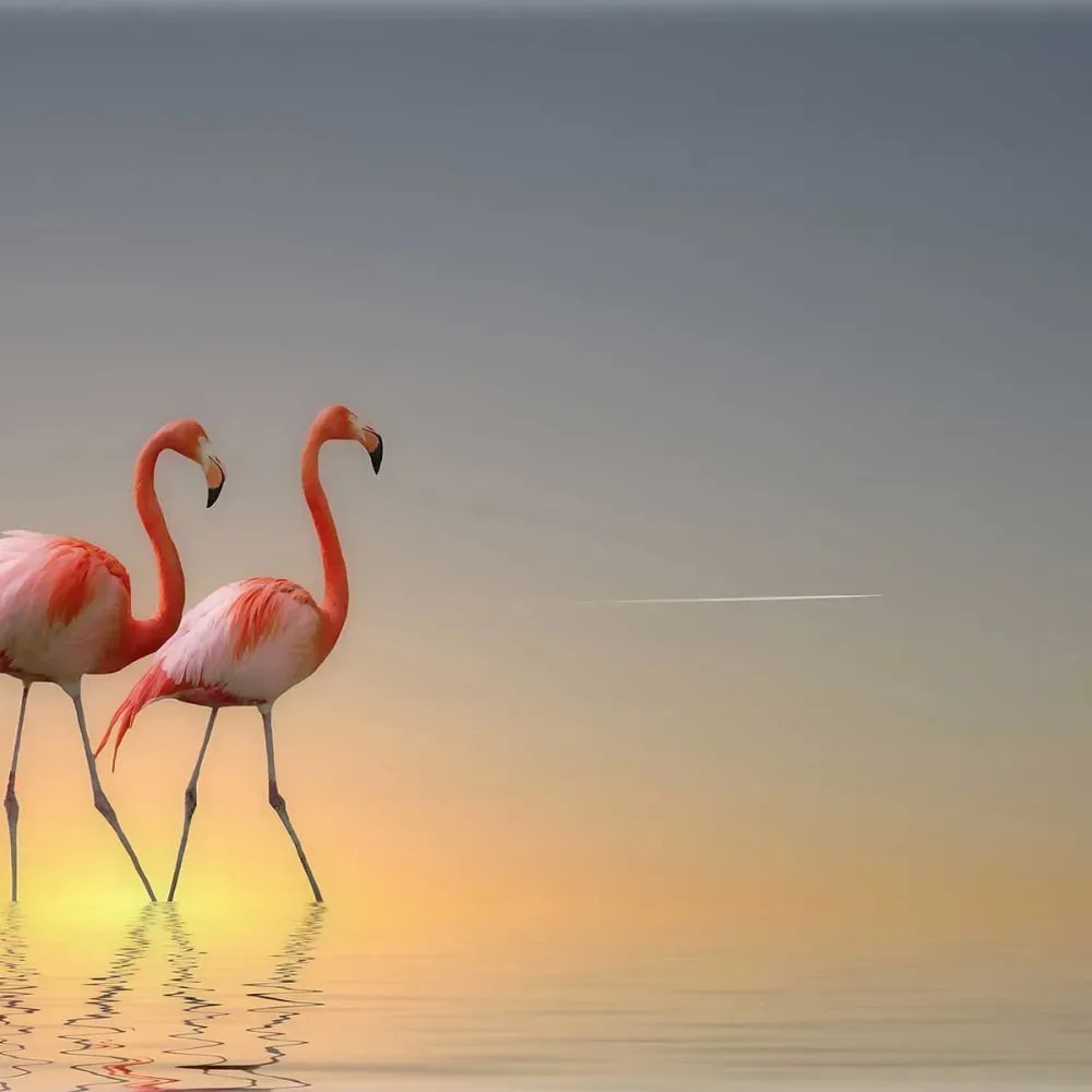 Illustration numéro 3 du produit Tableau animaux flamands bleus impression sur aluminium 120x80 cm