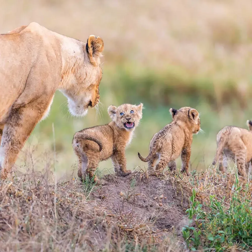 Illustration numéro 3 du produit Tableau animaux let's go mom toile imprimée 120x80 cm