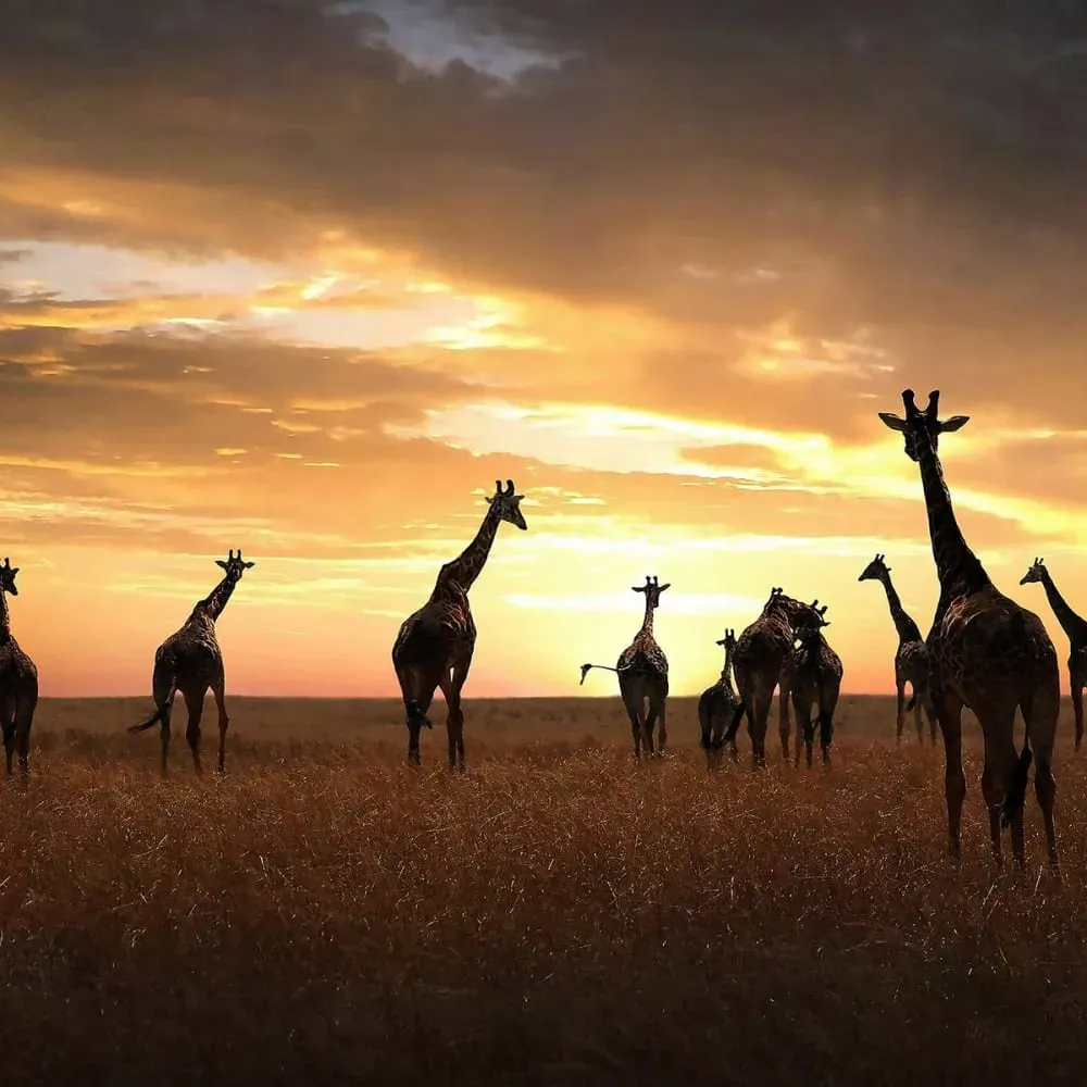 Illustration numéro 3 du produit Tableau animaux girafe family toile imprimée 120x80 cm