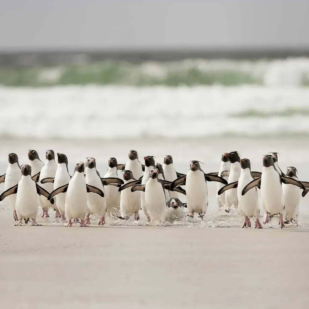 Illustration numéro 3 du produit Tableau animaux pingouins impression sur aluminium 120x80 cm