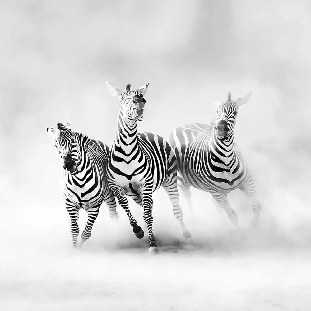 Illustration numéro 3 du produit Tableau animaux racing stripes impression sur aluminium 120x80 cm