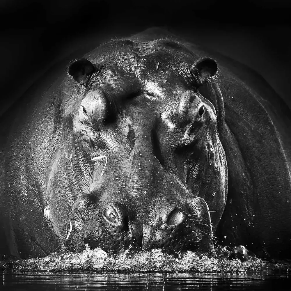 Illustration numéro 3 du produit Tableau animaux portrait hippo impression sur aluminium 120x80 cm