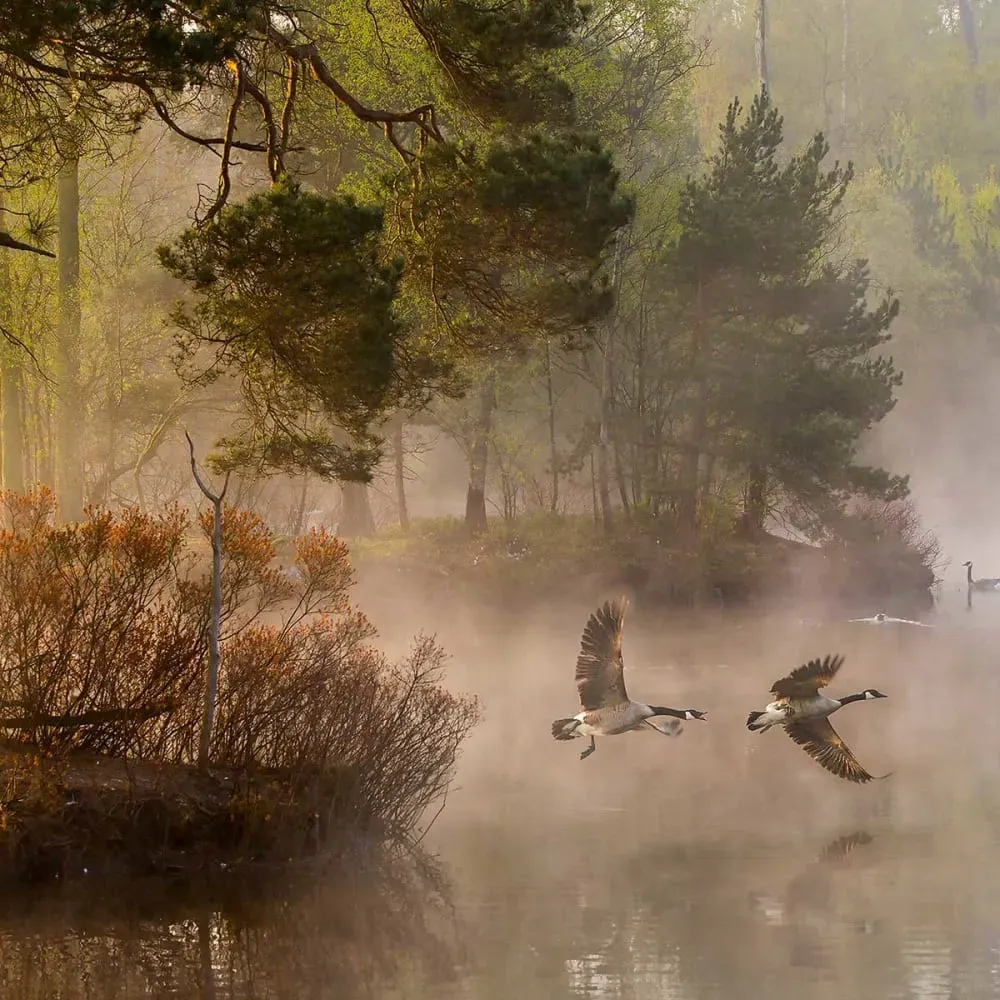 Illustration numéro 3 du produit Tableau oies sauvages impression sur aluminium 120x80 cm