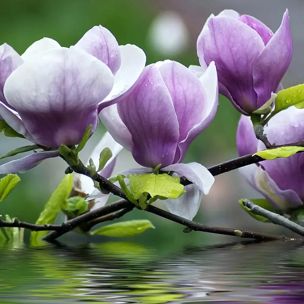 Illustration numéro 3 du produit Tableau fleurs de magnolia toile imprimée 120x80 cm