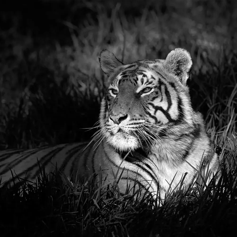 Illustration numéro 3 du produit Tableau tigre impression sur aluminium 120x80 cm