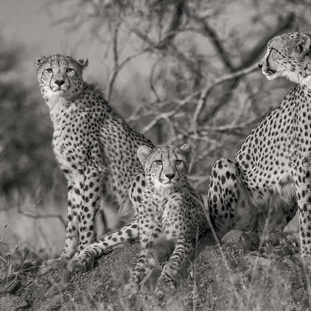 Illustration numéro 3 du produit Tableau animaux 3 petits chats toile imprimée 120x80 cm