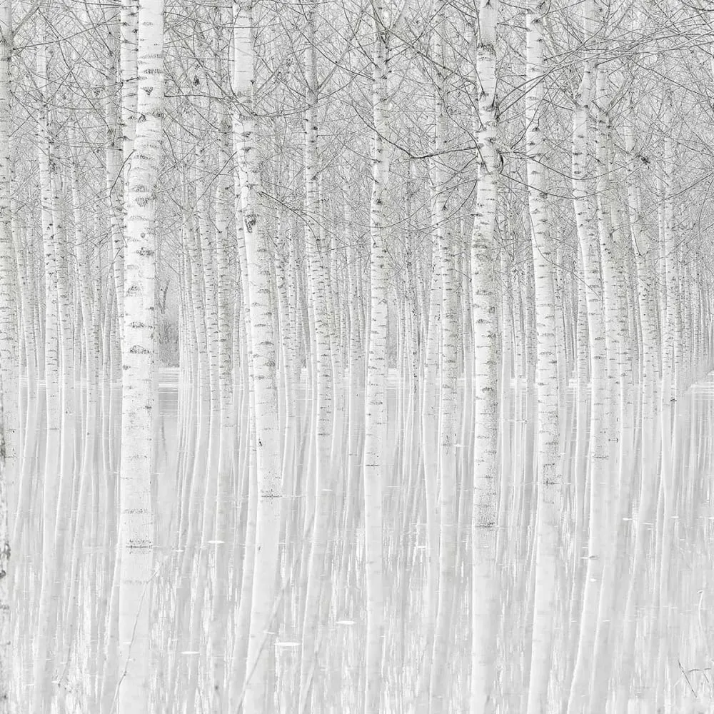 Illustration numéro 3 du produit Tableau nature perspective trees impression sur aluminium 120x80 cm