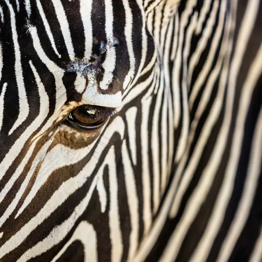 Illustration numéro 3 du produit Tableau zèbre impression sur aluminium 120x80 cm