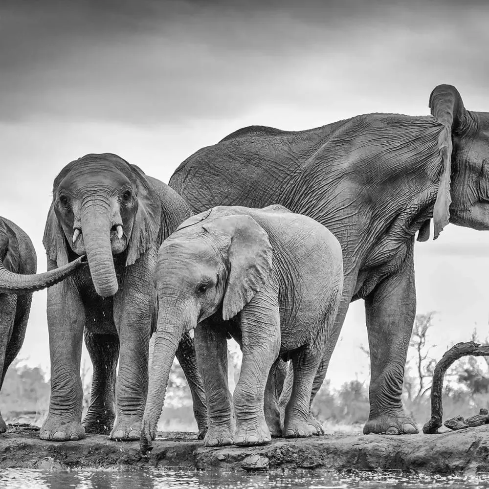 Illustration numéro 3 du produit Tableau animaux bataille d'eau toile imprimée 120x80 cm