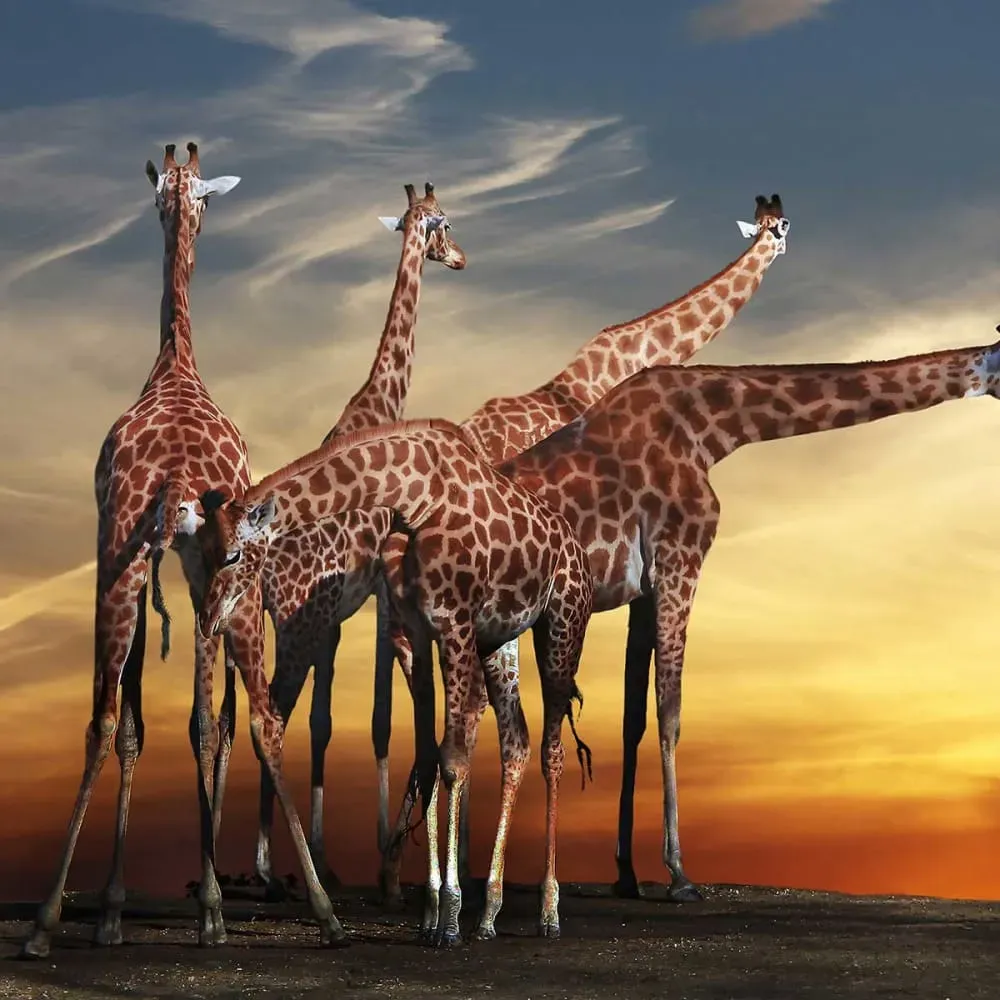 Illustration numéro 3 du produit Tableau animaux girafe meeting impression sur aluminium 120x80 cm
