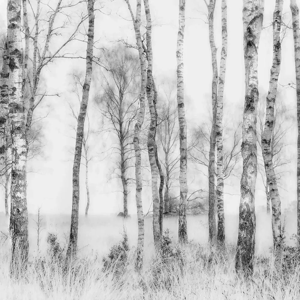 Illustration numéro 3 du produit Tableau bouleaux en monochrome impression sur aluminium 120x80 cm