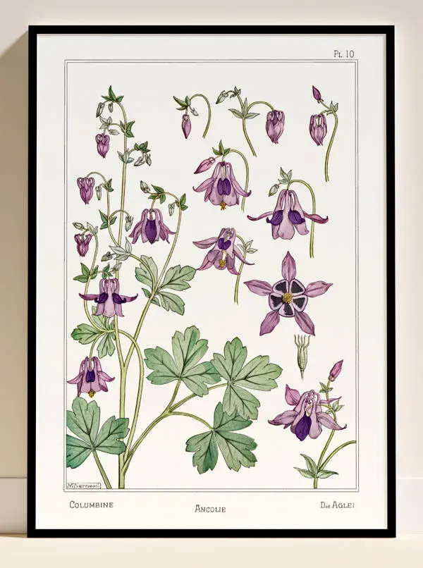 Illustration numéro 3 du produit Affiche “Ancolie – Columbine”, d’après une lithographie art nouveau de 1897