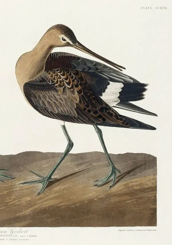 Illustration numéro 3 du produit Affiche sur la Barge hudsonienne, d’après une gravure ancienne de 1827.