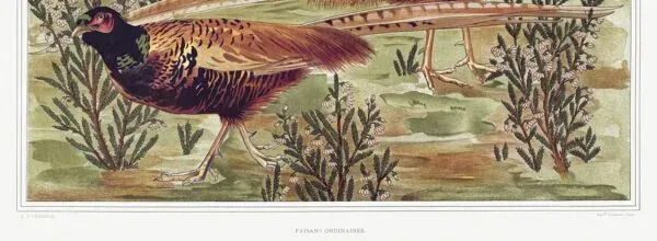 Illustration numéro 3 du produit Affiche “Faisans ordinaires”, d’après une lithographie art nouveau de 1897