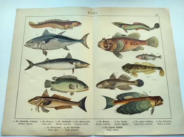 Illustration numéro 3 du produit Gravure de 1898 - Poissons - Thon et Maquereau- Grande lithographie Vintage