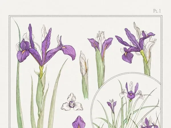Illustration numéro 3 du produit Affiche “Iris”, d’après une lithographie art nouveau de 1897
