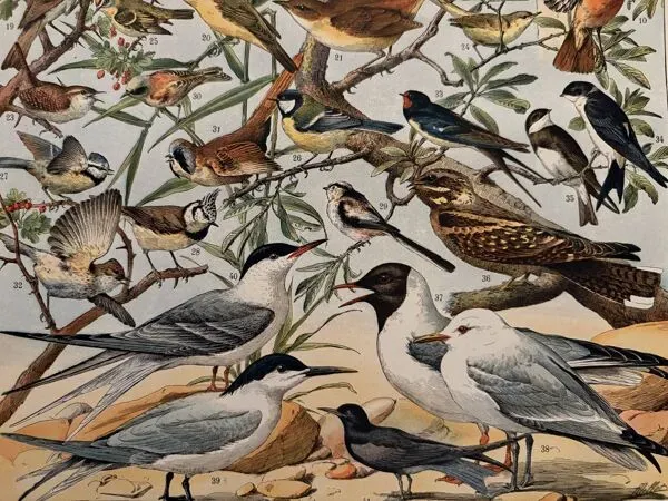 Illustration numéro 3 du produit Ancienne planche illustrée sur les oiseaux utiles ï - 1910