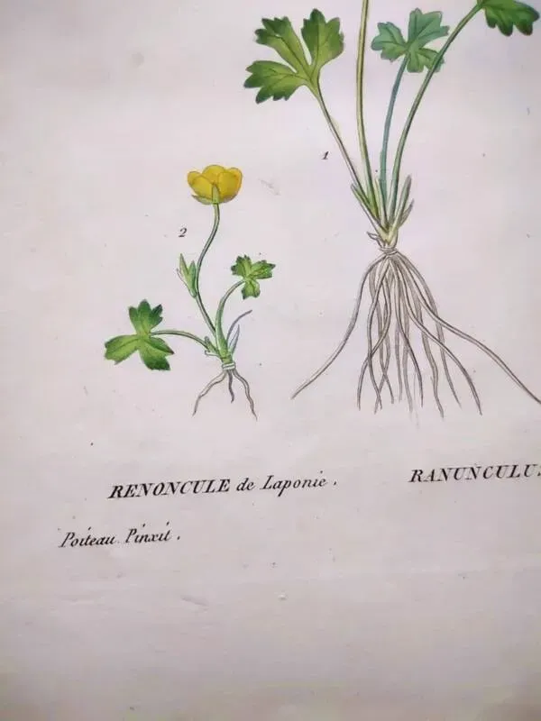 Illustration numéro 3 du produit Gravure botanique ancienne de 1829 - Renoncule de Laponie- Par P.A Poiteau