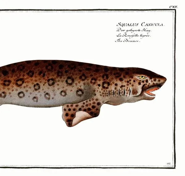 Illustration numéro 3 du produit Affiche sur la roussette, d’après une gravure ancienne de 1746.