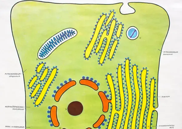 Illustration numéro 3 du produit Affiche murale de l’école cellulaire par Dr H. Kaudewitz Westermann 1968