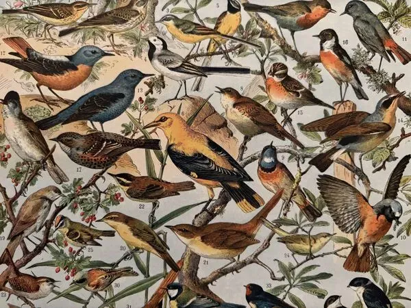 Illustration numéro 3 du produit Planche illustrée sur les oiseaux utiles (pipit) - 1910