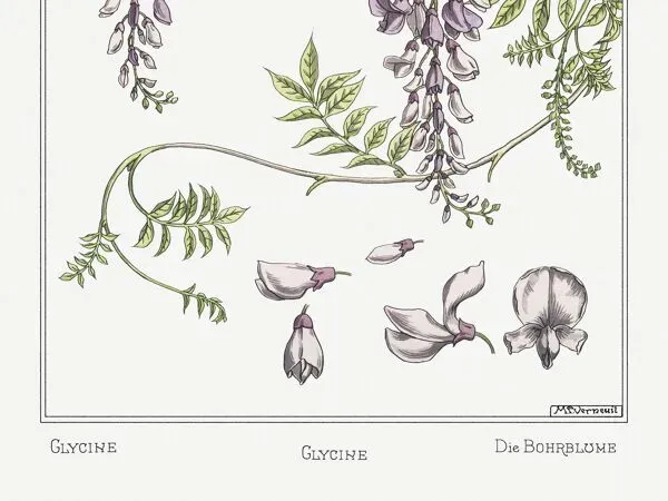 Illustration numéro 3 du produit Affiche “Glycine”, d’après une lithographie art nouveau de 1897