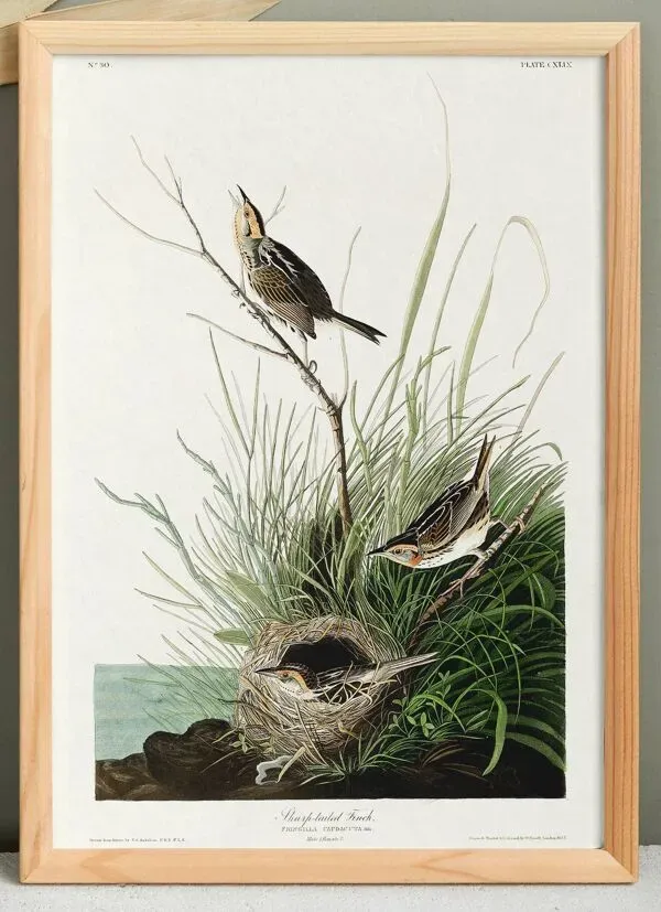 Illustration numéro 3 du produit Affiche sur le Bruant à longue queue, d’après une gravure ancienne de 1827.