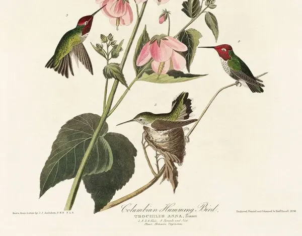 Illustration numéro 3 du produit Affiche sur les colibris d’Anna, d’après une gravure ancienne de 1827.