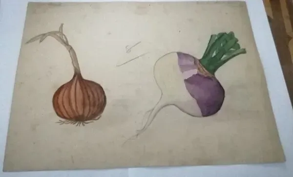 Illustration numéro 3 du produit Dessin d'école ,d'étude ancien années 20 ''oignon/navet