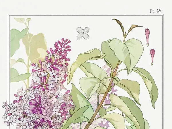 Illustration numéro 3 du produit Affiche “Lilas”, d’après une lithographie art nouveau de 1897