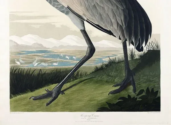 Illustration numéro 3 du produit Affiche sur la Grue d’Amérique, d’après une gravure ancienne de 1827.