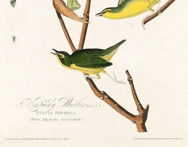 Illustration numéro 3 du produit Affiche sur la Paruline du Kentucky, d’après une gravure ancienne de 1827.