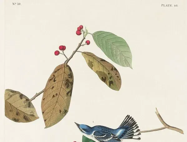 Illustration numéro 3 du produit Affiche sur la Paruline azurée, d’après une gravure ancienne de 1827.