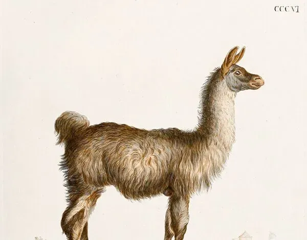 Illustration numéro 3 du produit Affiche sur le Lama, d'après une gravure ancienne de 1774.