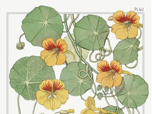 Illustration numéro 3 du produit Affiche “Capucine”, d’après une lithographie art nouveau de 1897