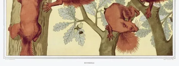 Illustration numéro 3 du produit Affiche “Écureuils”, d’après une lithographie art nouveau de 1897