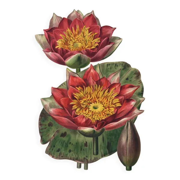 Illustration numéro 3 du produit Gravure Botanique 1896 - Nymphéas nouveaux par L. Descamps-Sabouret - fleur