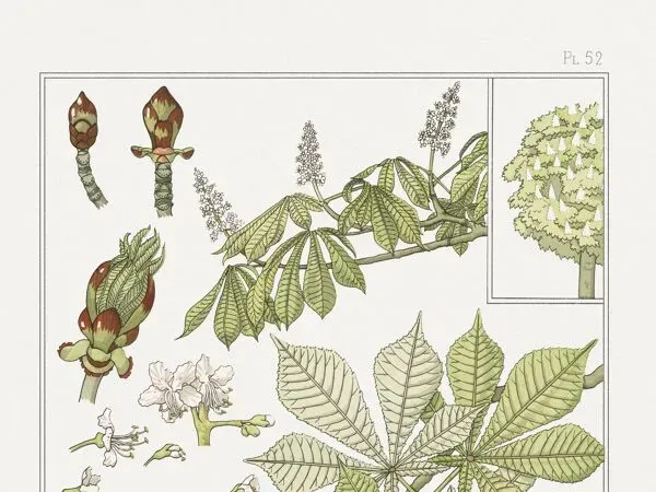 Illustration numéro 3 du produit Affiche “Marronnier”, d’après une lithographie art nouveau de 1897